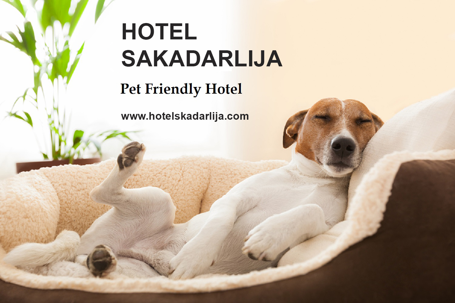 pet friendly hotel skadarlija beograd