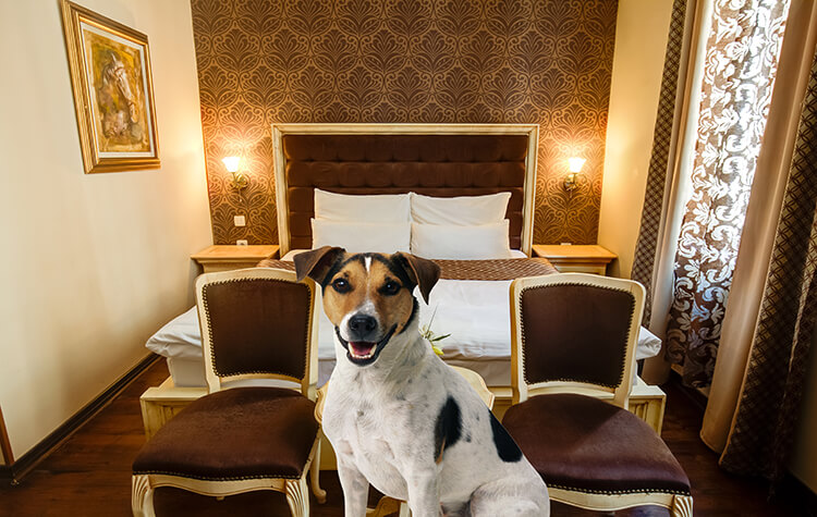 pet friendly beograd hotel skadarlija